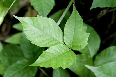 batch of poison ivy