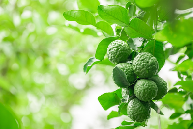 bergamot fruit